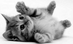 aww-cat-cute-Favim.com-615389.jpg