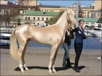 Beautiful horse.jpg