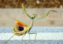 image_2566e-Praying-Mantis.jpg