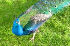 Peacock.JPG
