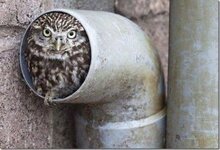 Little Owl in drainpipe.jpg