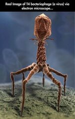 T4 bacteriophage.jpg