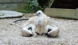 Giselle the African vulture takes a break after flying, Rocamadour, 2017.jpg