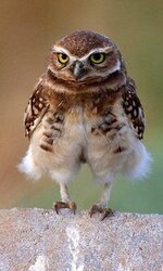 Owl with trousers.jpg