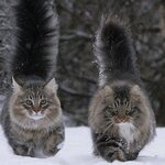 Norwegian cats.jpg