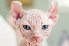 Hairless-cat.jpg.optimal.jpg