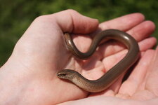 1024px-Slow_Worm_Anguis_fragilis_6161245299.jpg