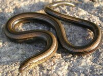 slow worm Anguidae.jpg