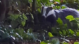 badger_2025-07-01.png