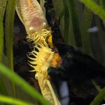 ancistrus.jpg ancistrus.jpg