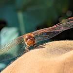 Common Darter.png Common Darter.png