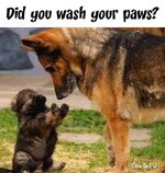 Did you wash paws?.jpg