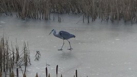 heron on frozen pond 2.jpg