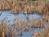 Heron on the frozen pond.jpg