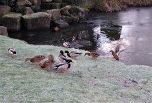 Ducks by frozen pond.jpg