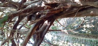 Rosslyn Castle Yew.jpg